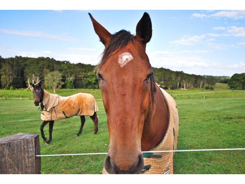 11 Bayfigs Place, Myocum NSW 2481