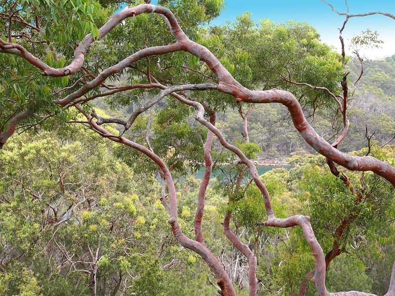 10 Cherry Place, Castle Cove NSW 2069