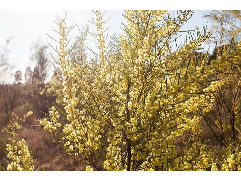 22 Spring Harvest Close, Pokolbin NSW 2320