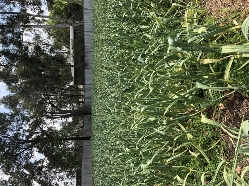 438-440 Wollombi Road, Bellbird NSW 2325