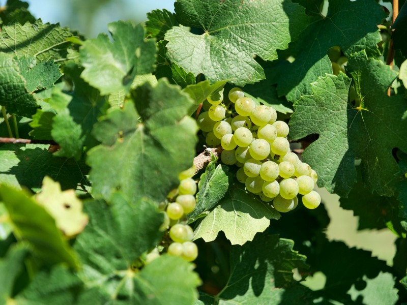 221 Deaseys Road, Pokolbin NSW 2320