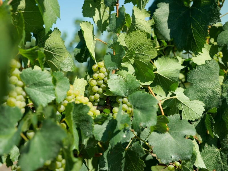 221 Deaseys Road, Pokolbin NSW 2320