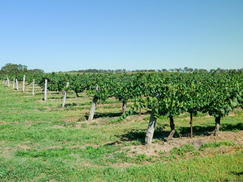 221 Deaseys Road, Pokolbin NSW 2320