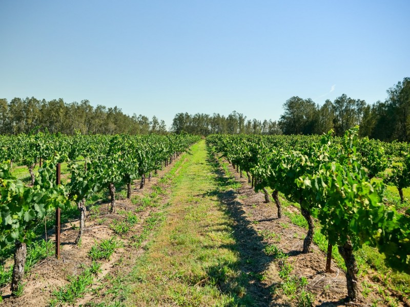 221 Deaseys Road, Pokolbin NSW 2320