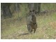 467 Narone Creek Road, Wollombi NSW 2325