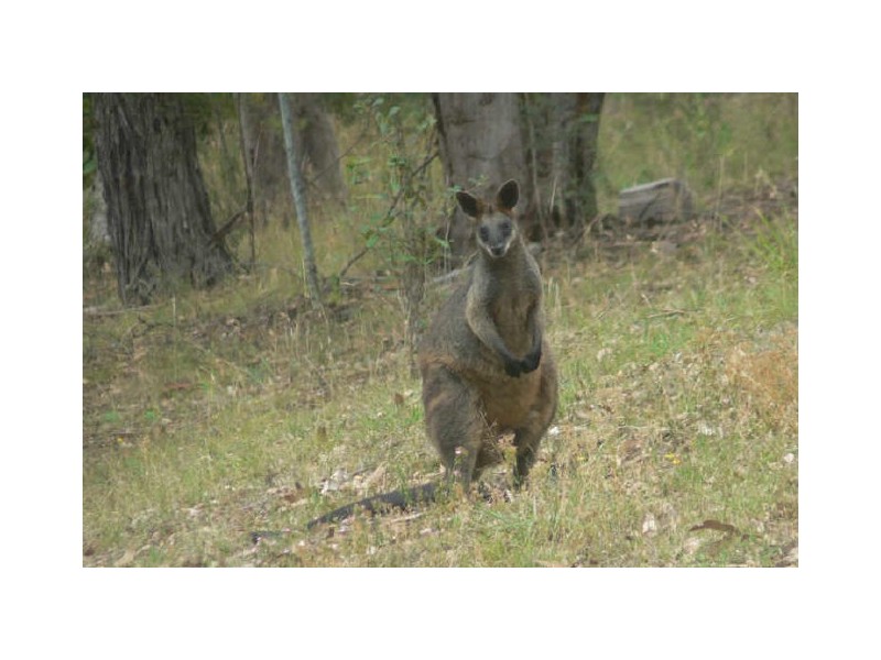 467 Narone Creek Road, Wollombi NSW 2325