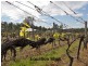 Lot 11 Kelman Estate, Pokolbin NSW 2320