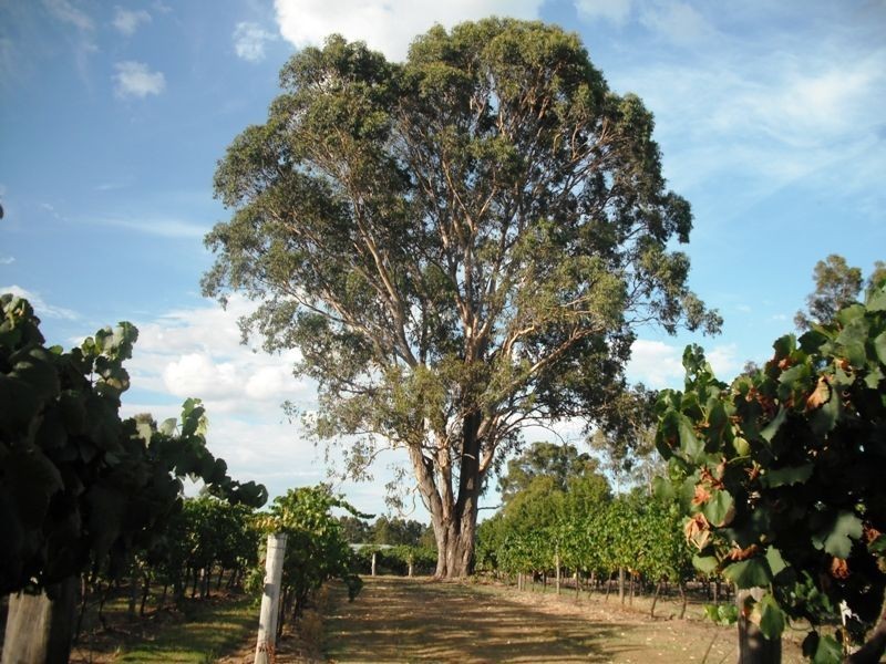 Lot 7 Kelman Estate, Pokolbin NSW 2320
