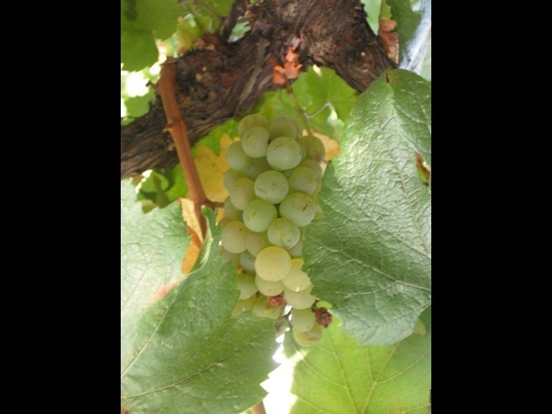 Lot 7 Kelman Estate, Pokolbin NSW 2320