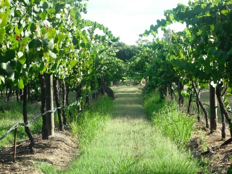 Lot 7 Kelman Estate, Pokolbin NSW 2320