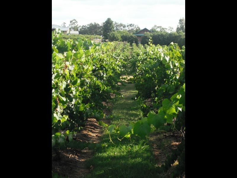 Lot 7 Kelman Estate, Pokolbin NSW 2320