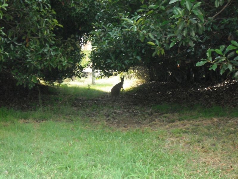 Lot 7 Kelman Estate, Pokolbin NSW 2320