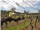 LOT 74 Kelman Vineyard, Pokolbin NSW 2320