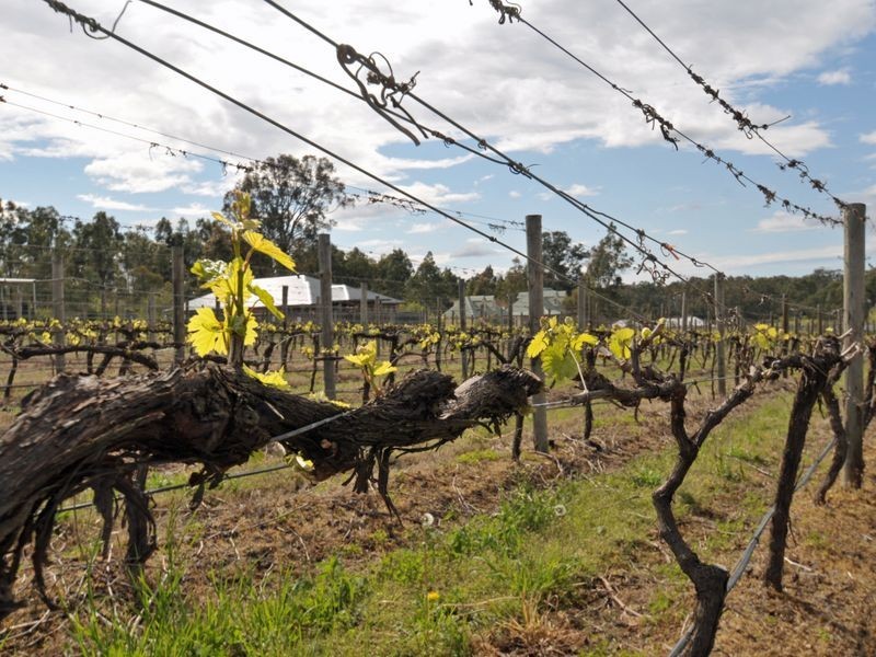 LOT 74 Kelman Vineyard, Pokolbin NSW 2320