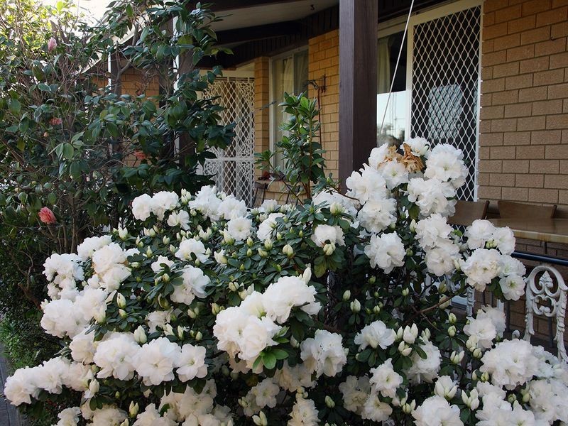 53 Burnett Street, Cessnock NSW 2325