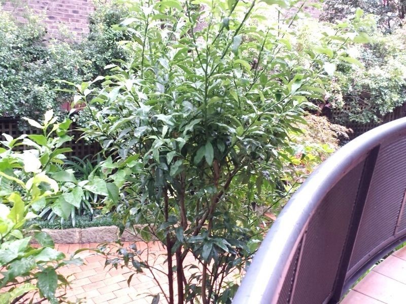 21-23 Goodchap Road, Chatswood NSW 2067