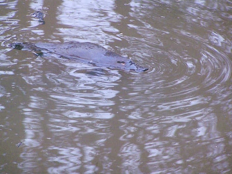 58 Applebys Road, Northdown TAS 7307