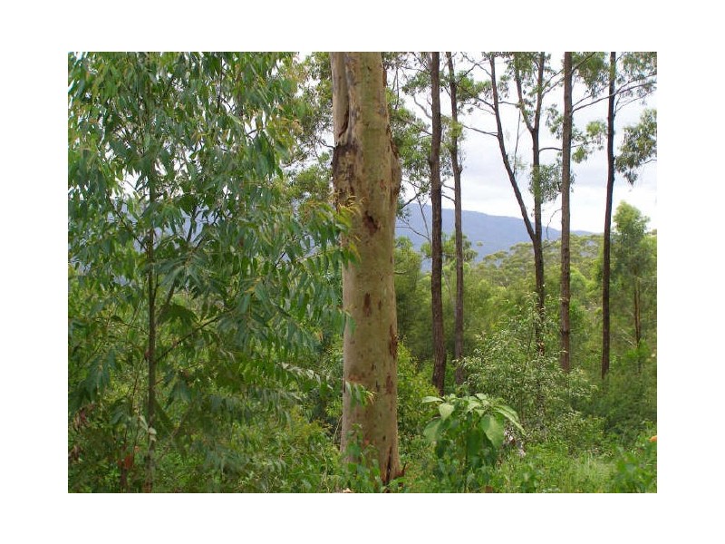 Bucca NSW 2450