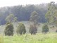 Bucca NSW 2450