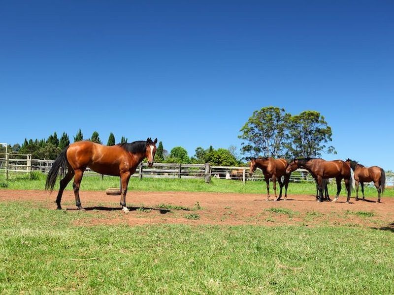 279 Crossmaglen Road Crossmaglen, Coffs Harbour NSW 2450