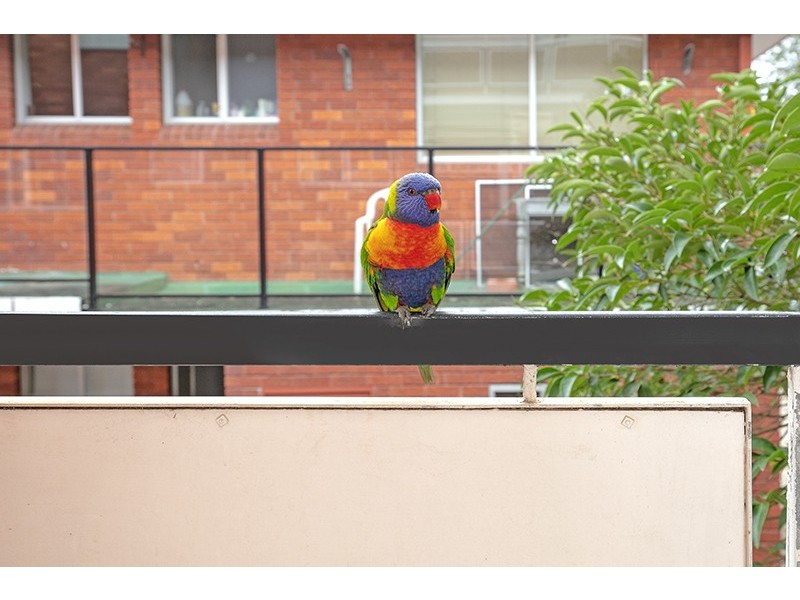 5/8 Ilikai Place, Dee Why NSW 2099