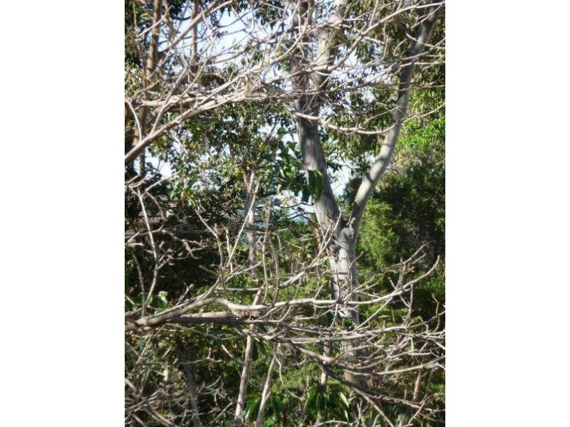23/40 The Crescent, Dee Why NSW 2099