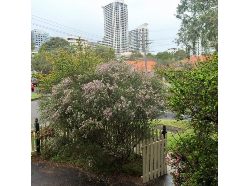 51 Mitchell Street, Naremburn NSW 2065