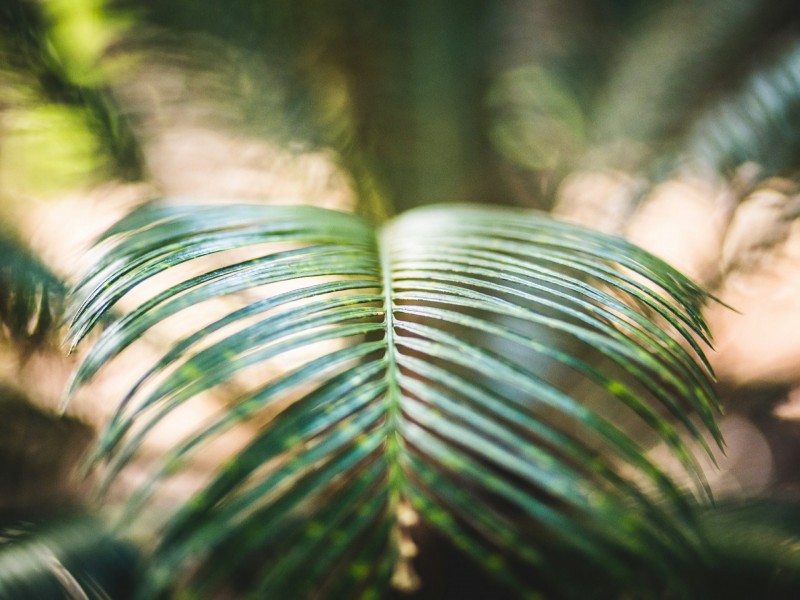 Lot 1, 17- Crego Road, Glenhaven NSW 2156