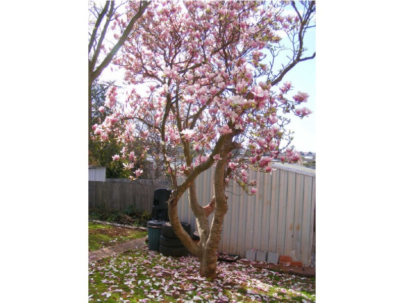 21 William Street, Devonport TAS 7310