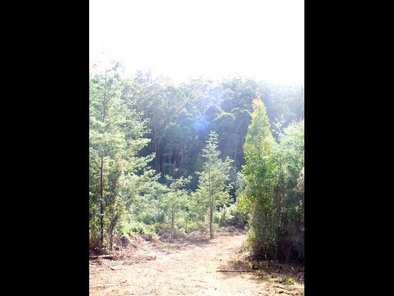 Foleys Road, Claude Road TAS 7306