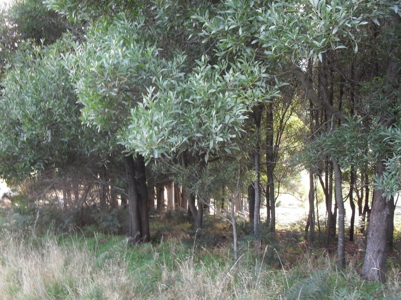 42 Lakeside Drive, Acacia Hills TAS 7306