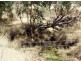 Toodyay WA 6566