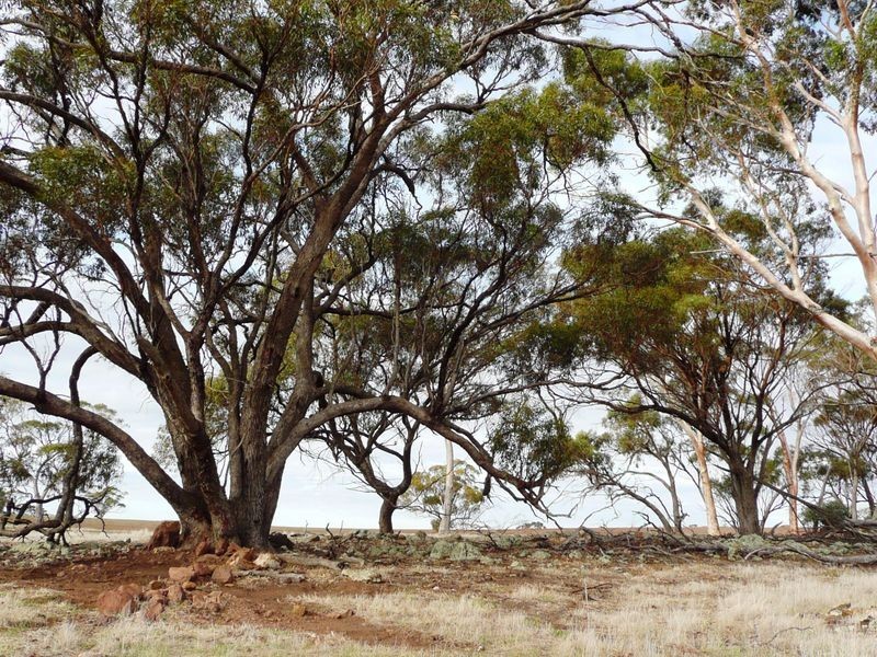 Goomalling WA 6460