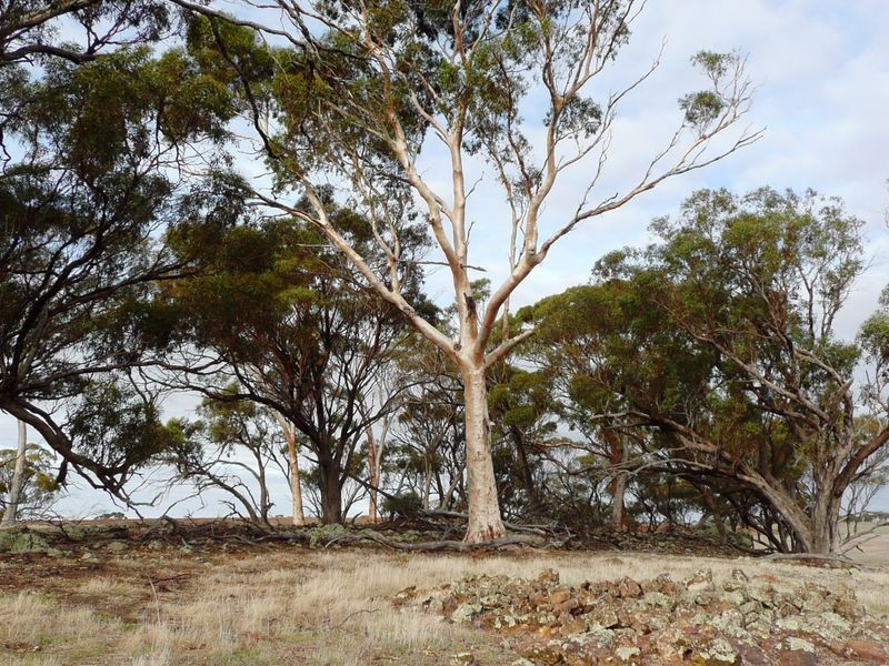 Goomalling WA 6460