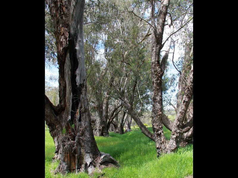 Toodyay WA 6566