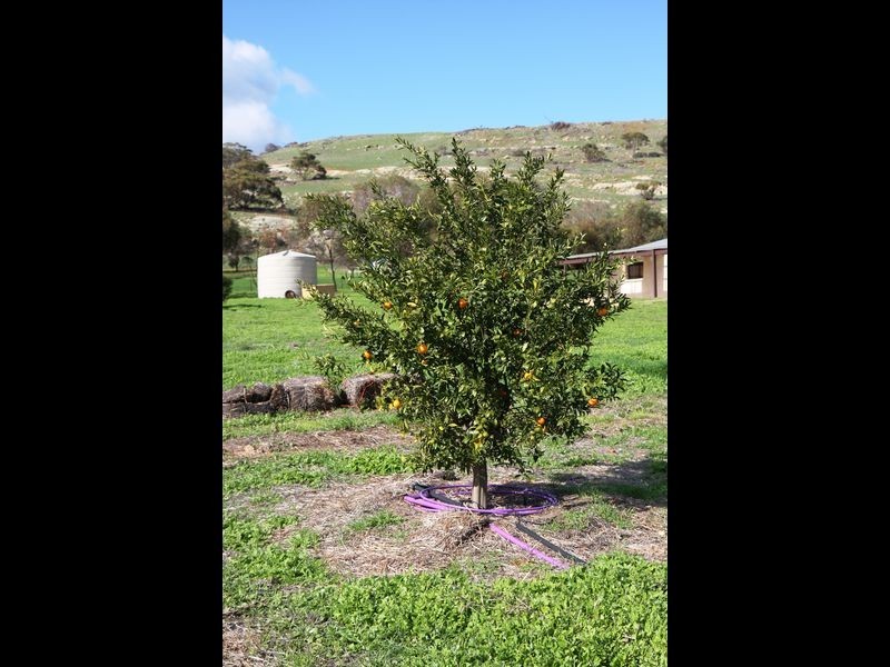 15 Dawson Road Wicklow, Toodyay WA 6566