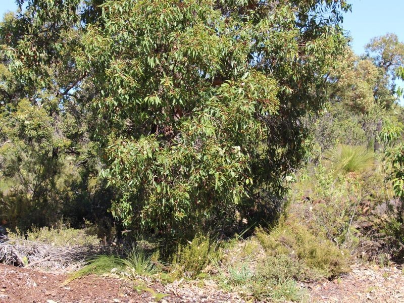 32 Pipe Lily Way, Chittering WA 6084