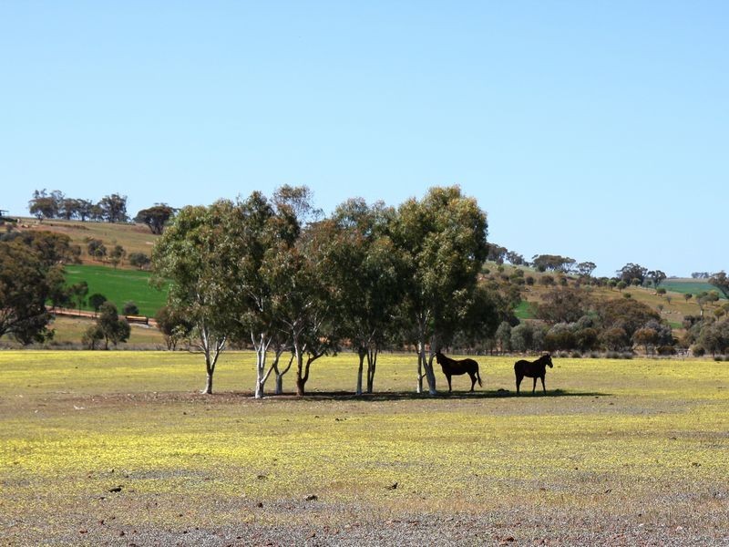 1400 Haddrill Rd, Jennacubbine WA 6401