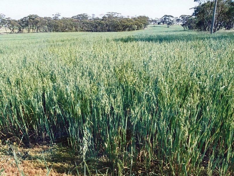 132 Lawler Rd, Goomalling WA 6460