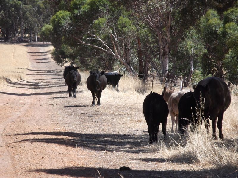 Lot 8975 Julimar Road, Toodyay WA 6566