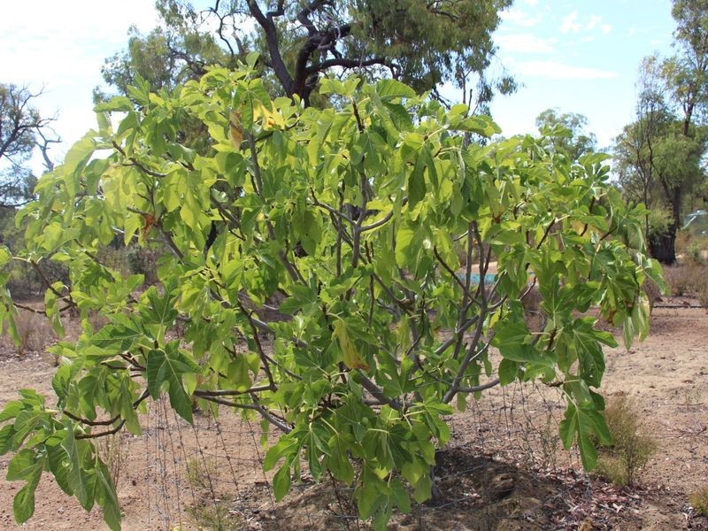 140 Ridley Circle, Toodyay WA 6566