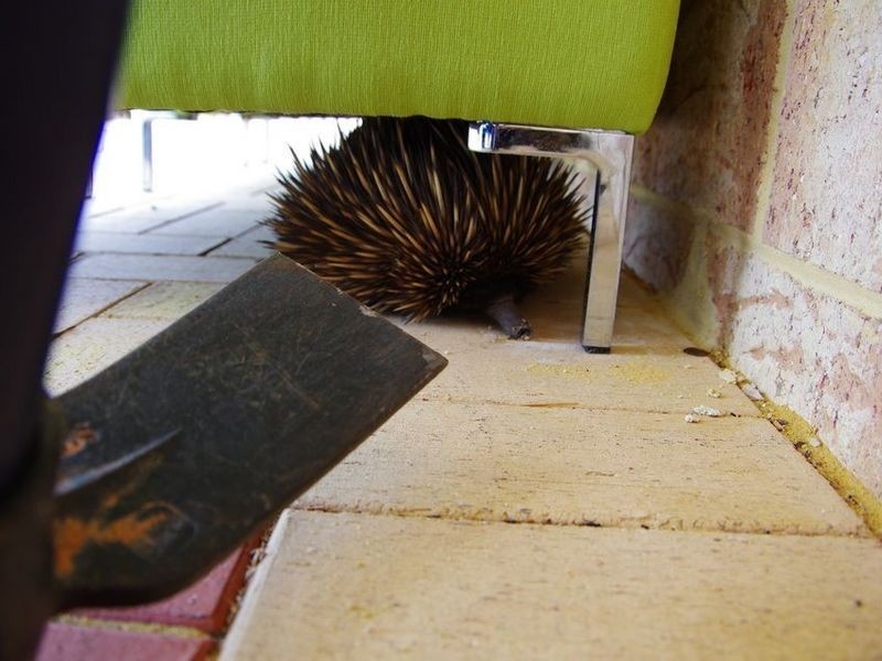 156 Drummondi Drive, Toodyay WA 6566