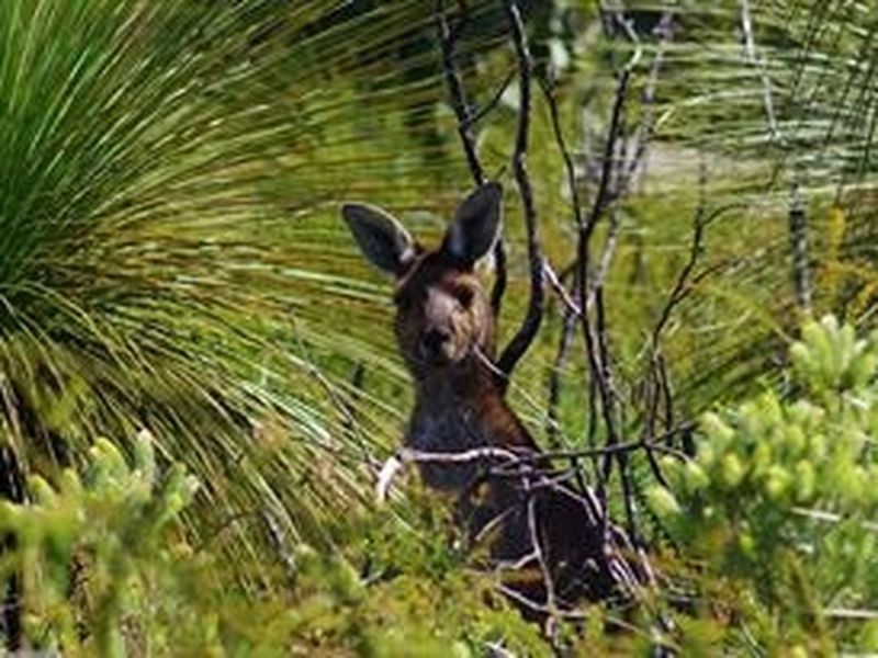 156 Drummondi Drive, Toodyay WA 6566