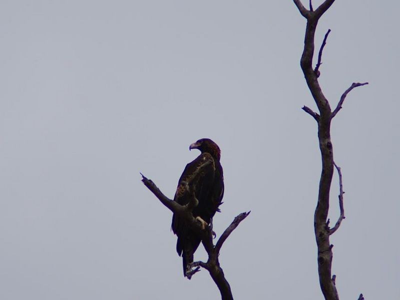 156 Drummondi Drive, Toodyay WA 6566