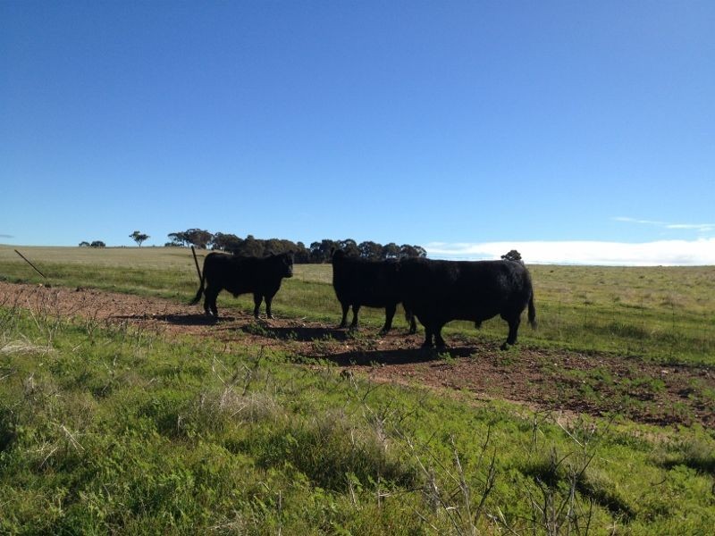 Lot 76 Julimar Rd, Toodyay WA 6566