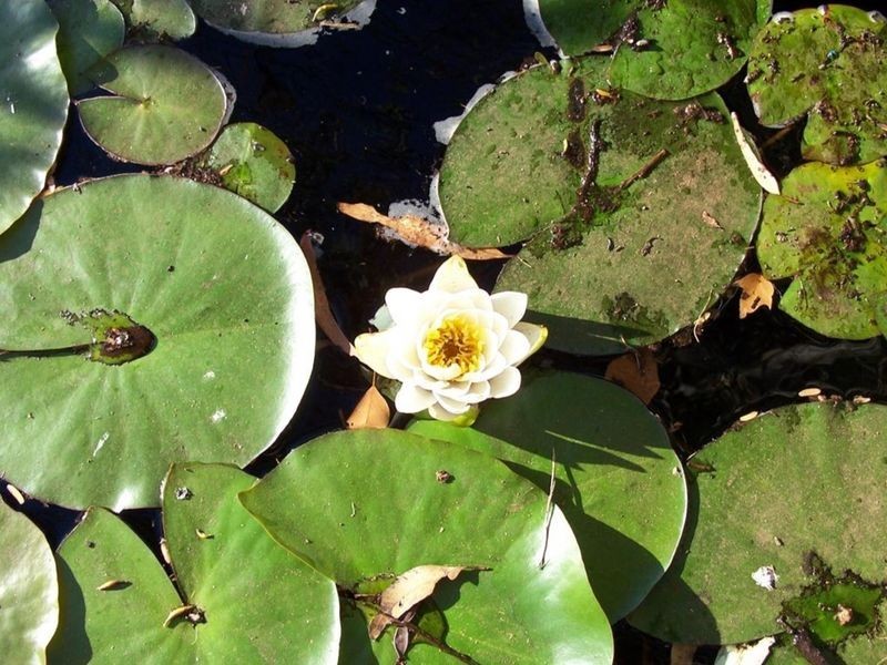 32 Davies Road, Toodyay WA 6566