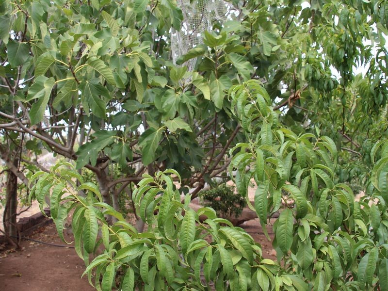 32 Davies Road, Toodyay WA 6566