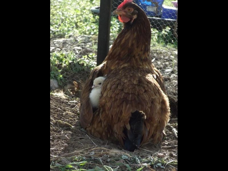 32 Davies Road, Toodyay WA 6566