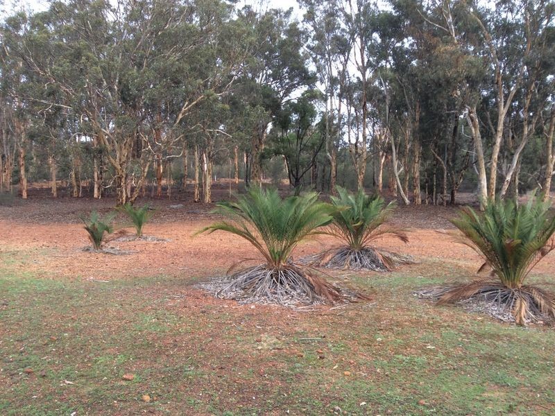 74 (LOT 13 White Gum Ridge, Toodyay WA 6566