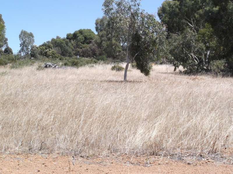 161 Harvester Drive, Toodyay WA 6566